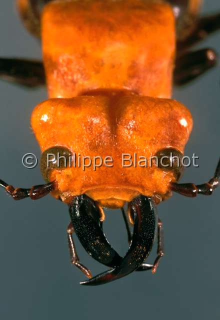 Cissites auriculata.JPG - in "Portraits d'insectes" ed. SeuilCissites auriculataMeloeBlister beetleColeopteraMeloidaeCosta Rica